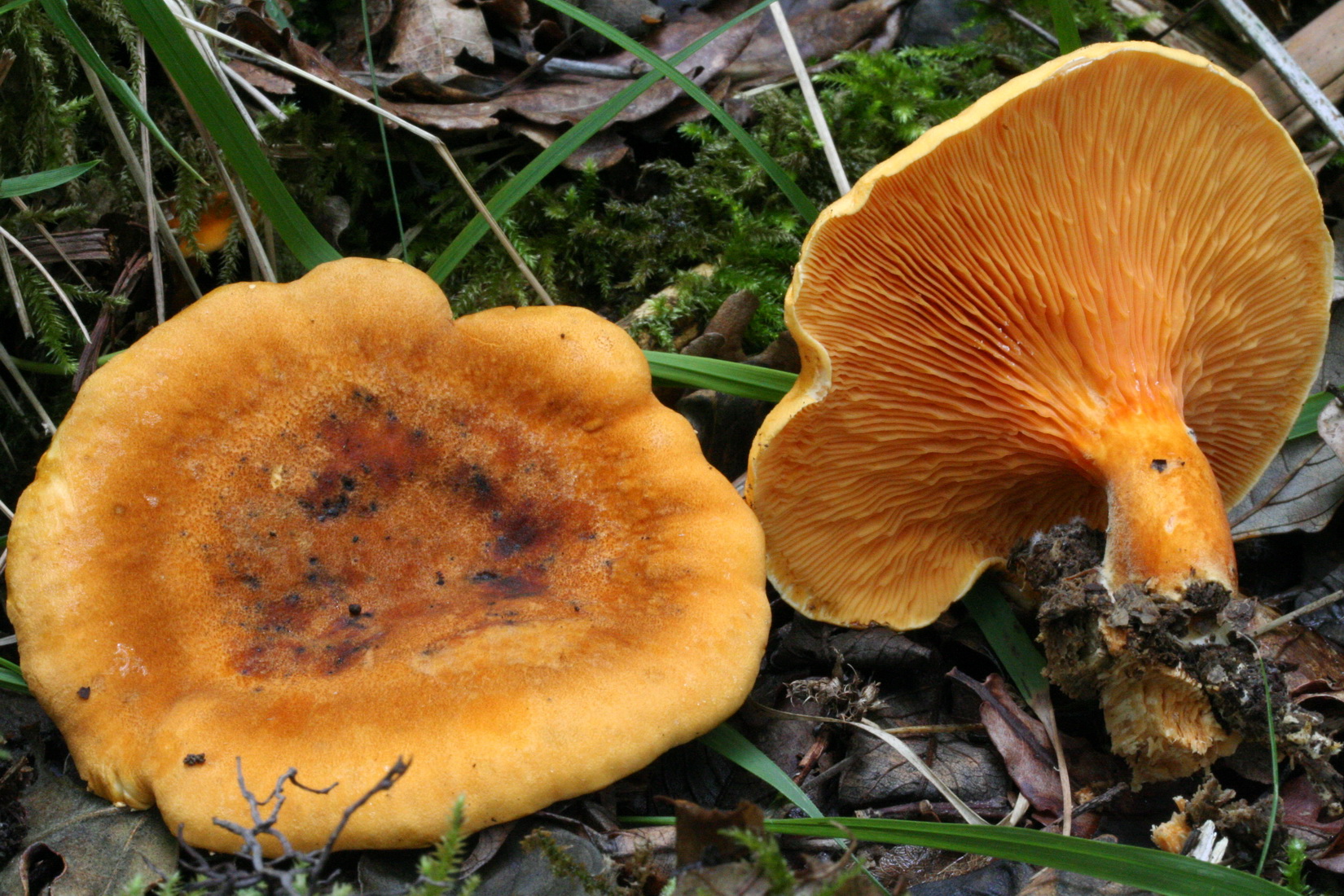 Hygrophoropsis aurantiaca