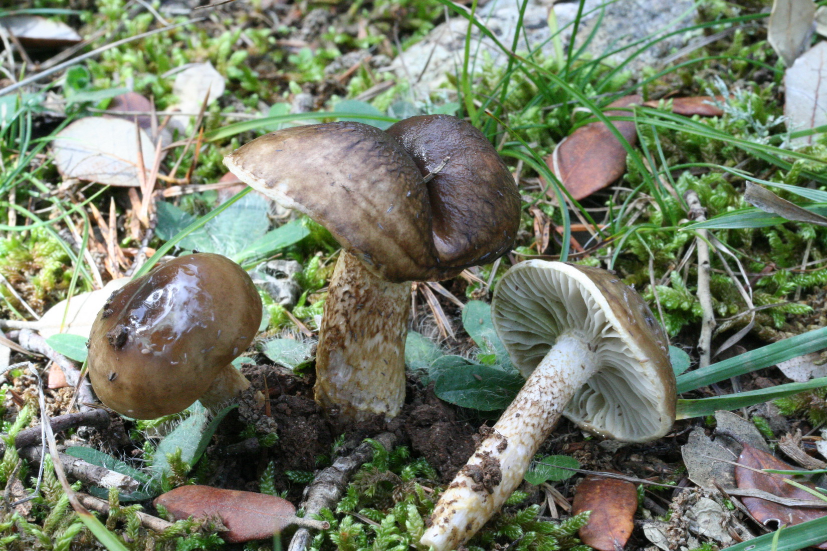 Hygrophorus persoonii