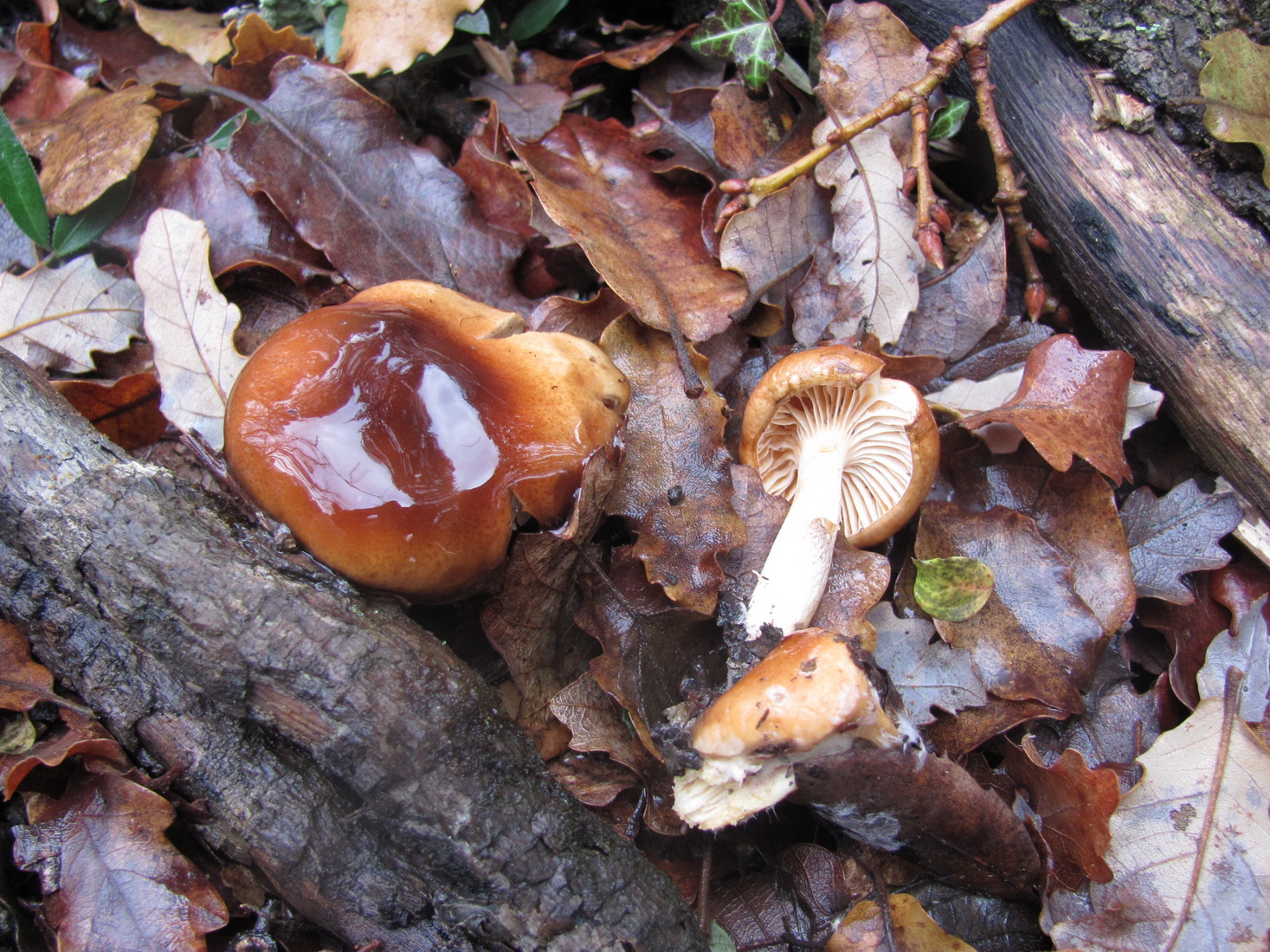 Hygrophorus discoideus
