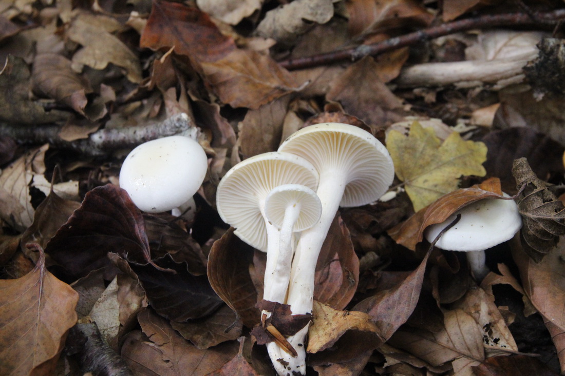 Hygrophorus eburneus