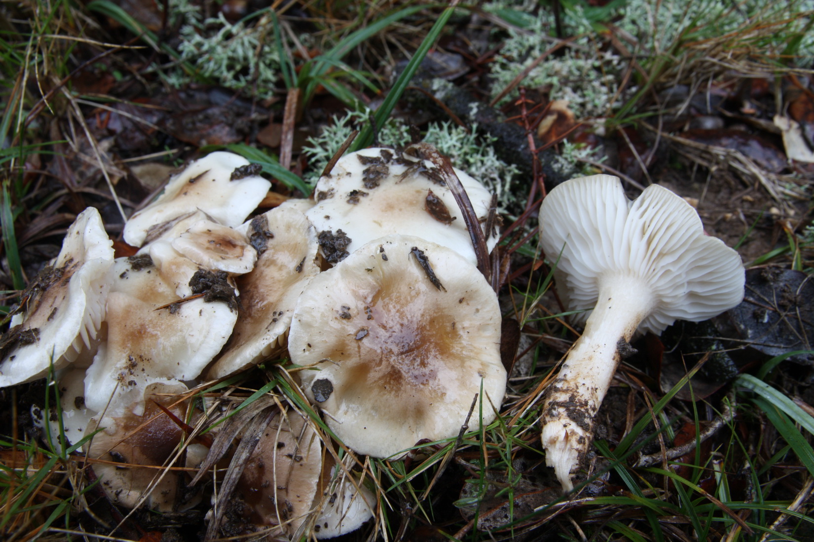 Hygrophorus leucophaeo-ilicis