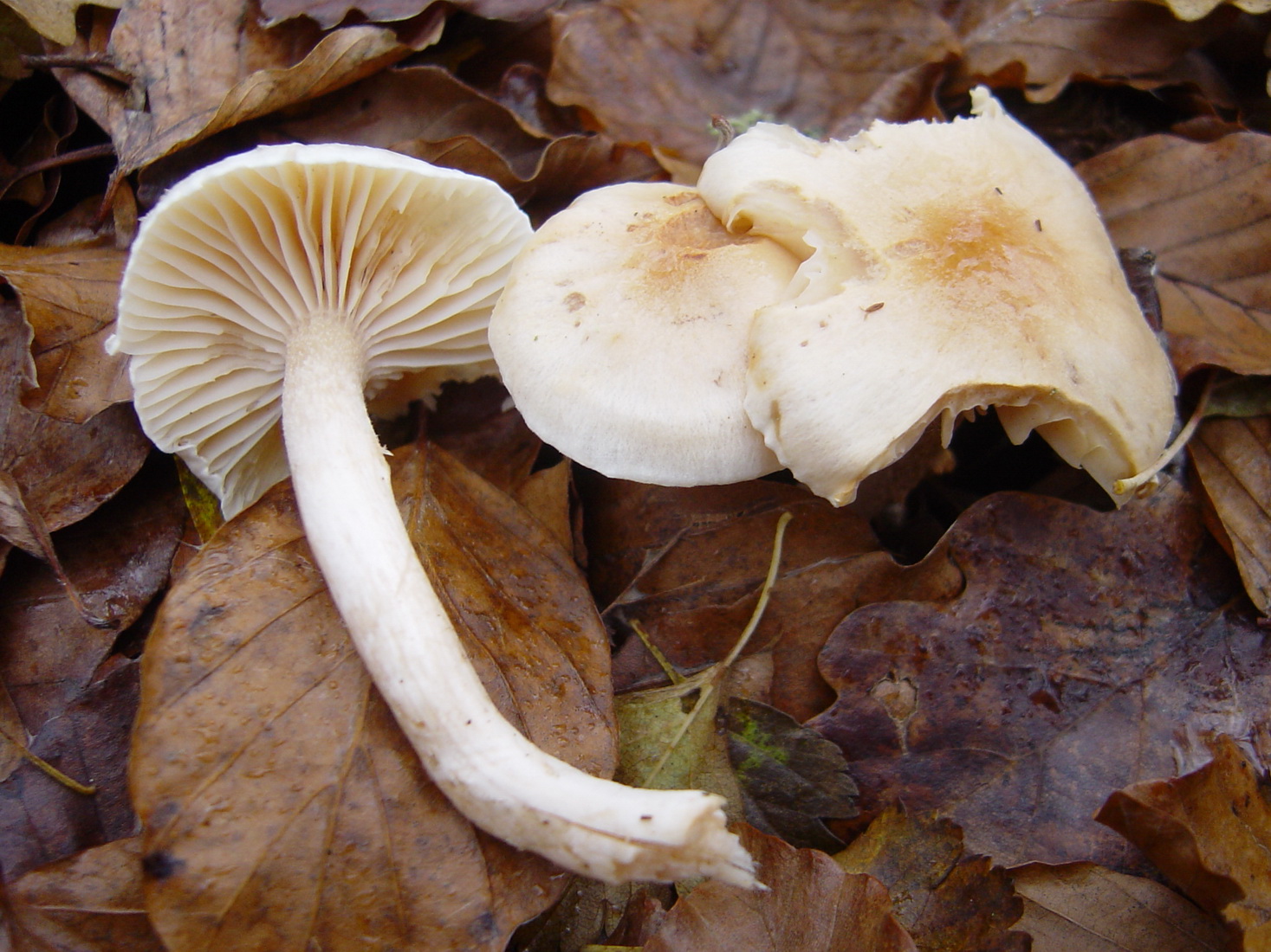 Hygrophorus leucophaeus