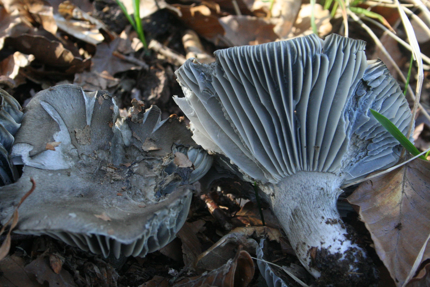 Hygrophorus marzuolus