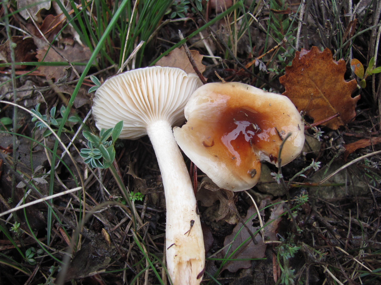 Hygrophorus roseodiscoideus