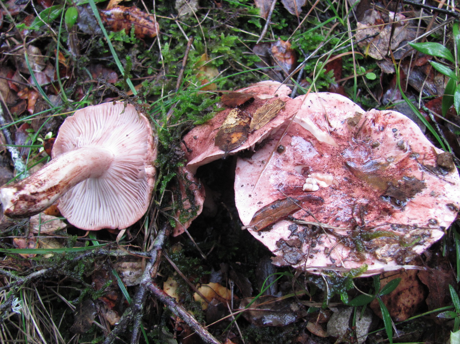 Hygrophorus russula