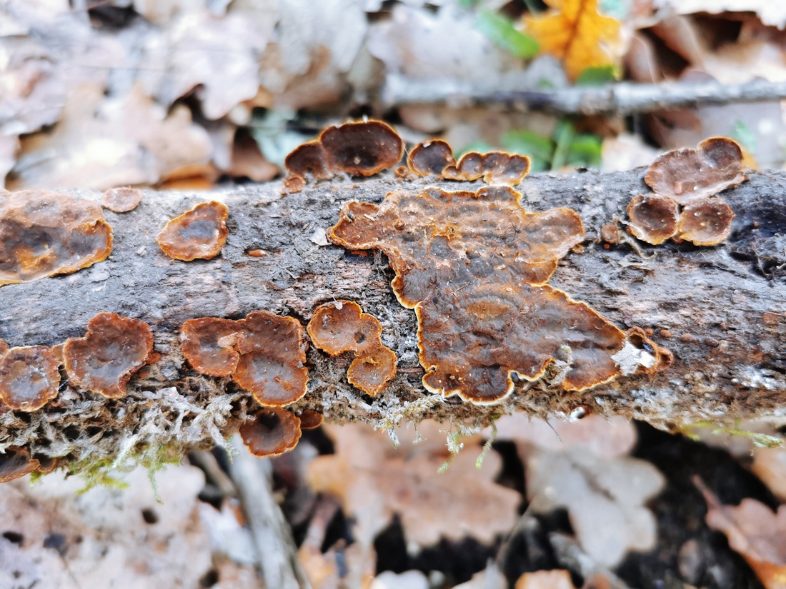 Hymenochaete rubiginosa