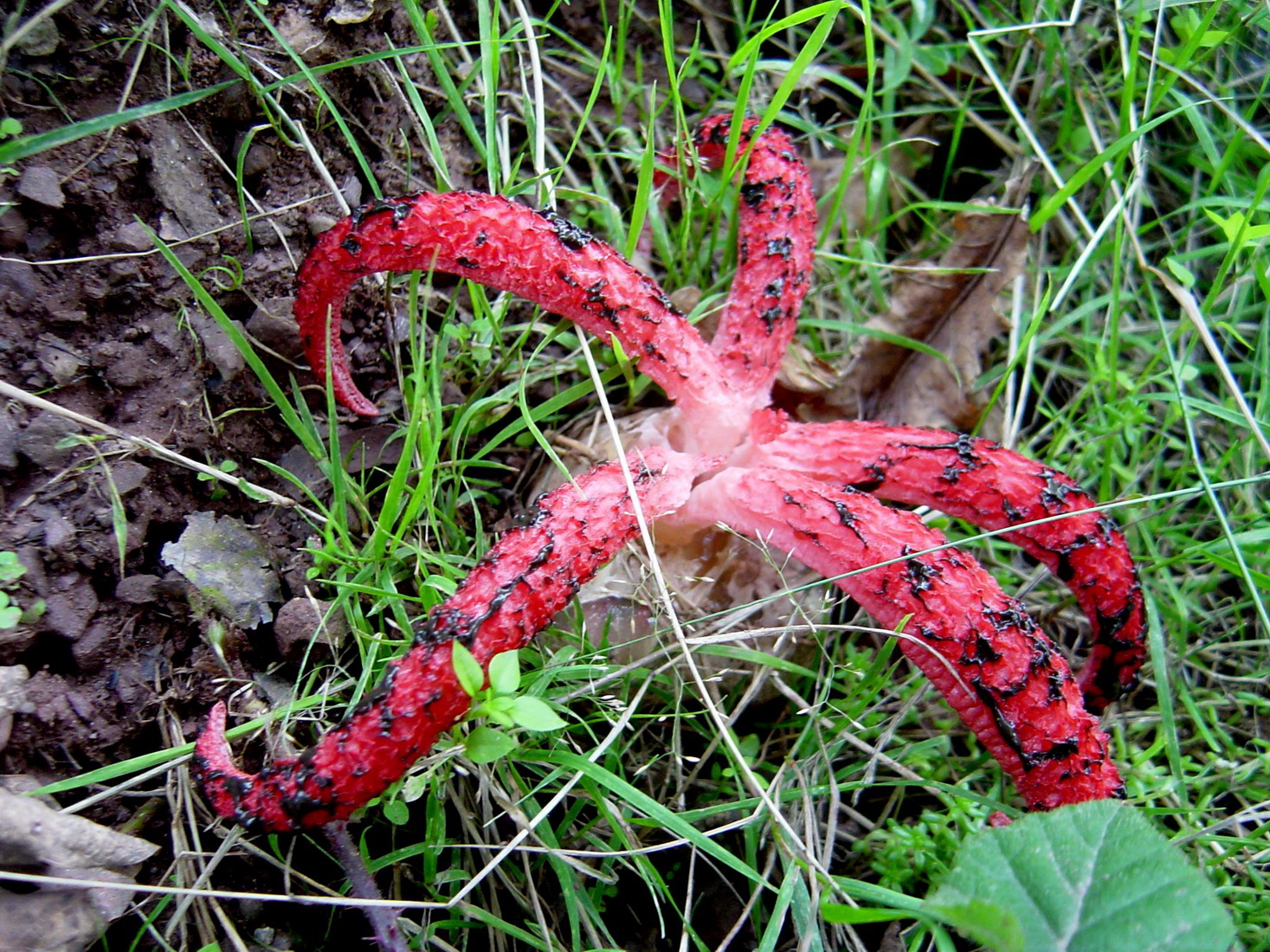 Clathrus archeri