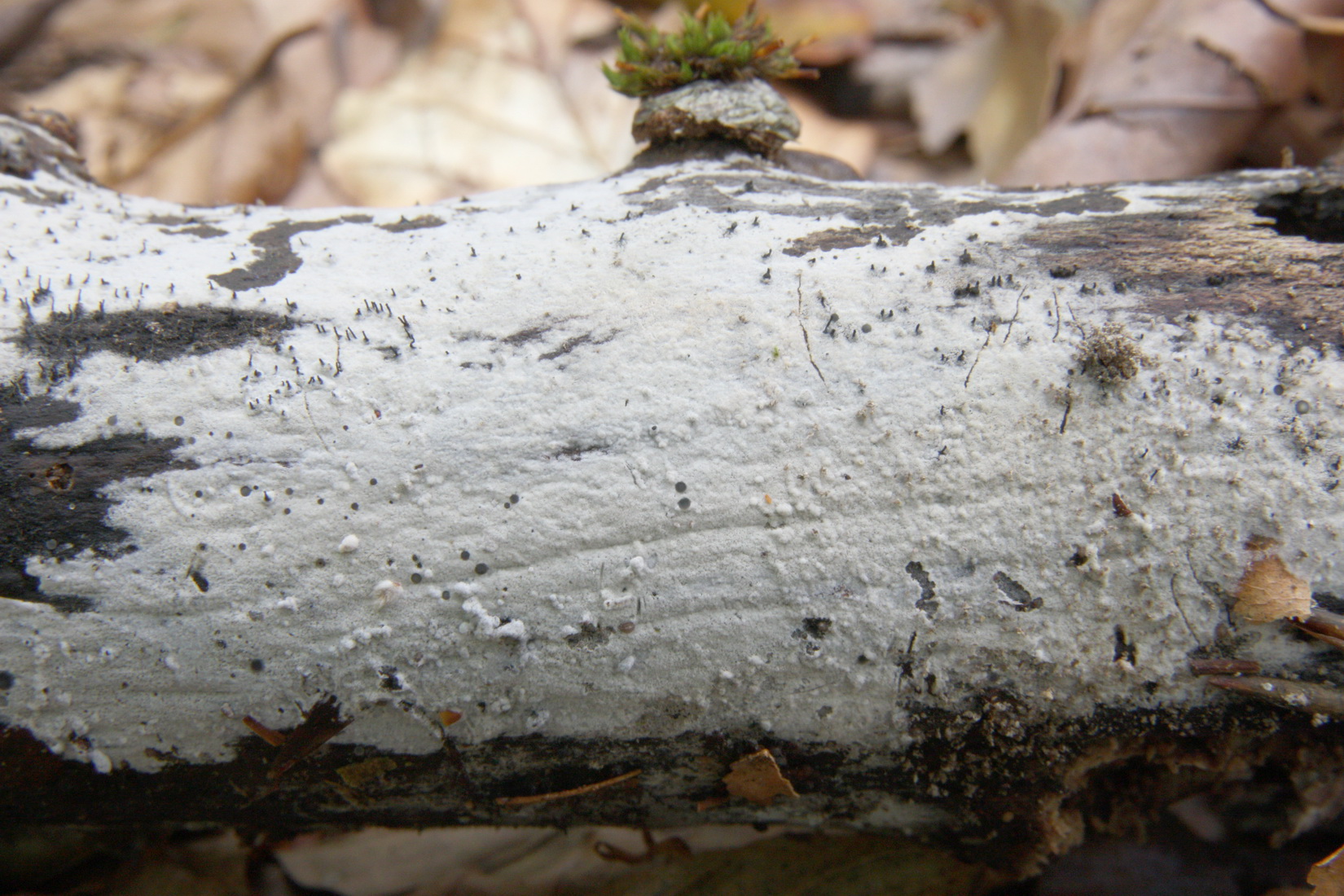 Kurtia argillacea