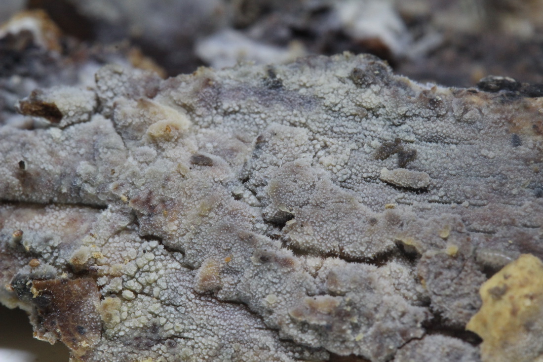 Hyphodermella corrugata