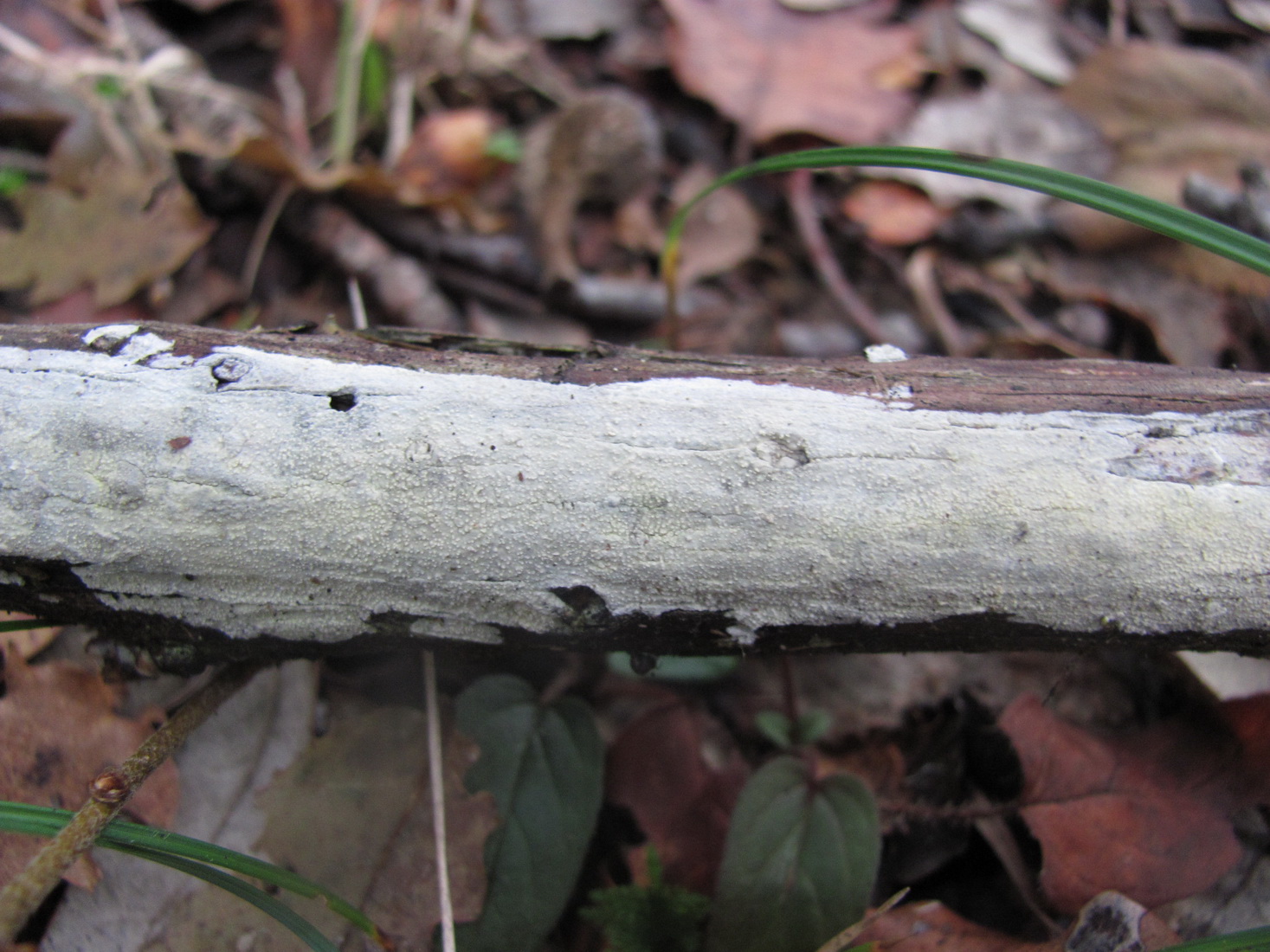 Basidioradulum crustosum