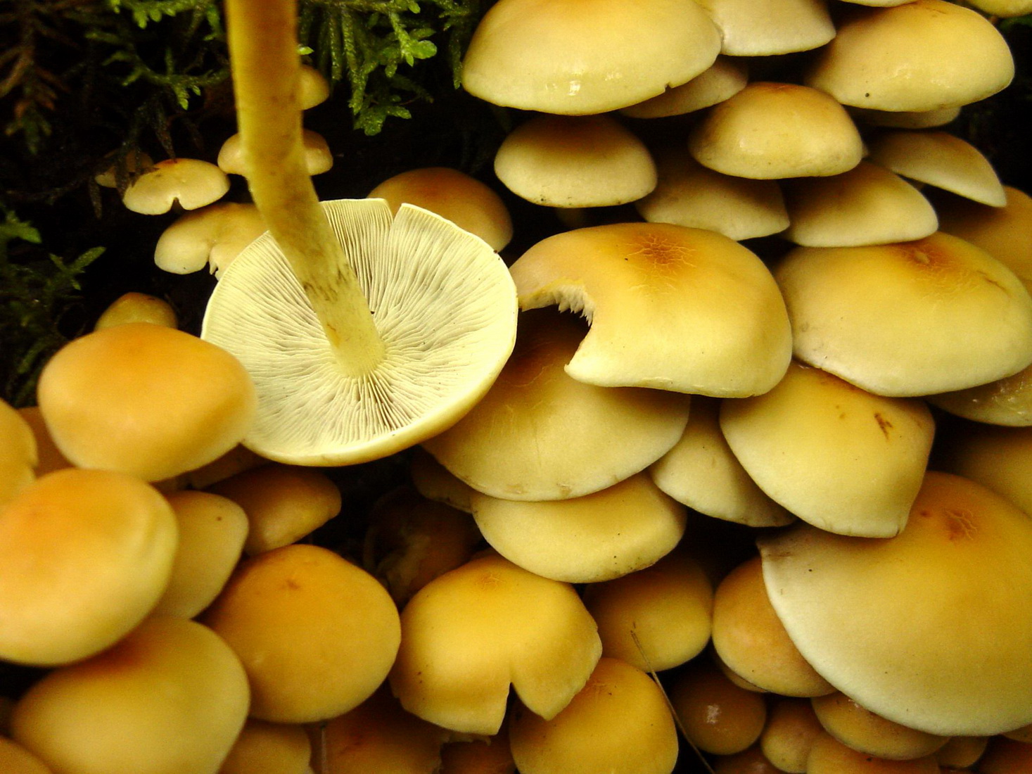 Hypholoma fasciculare