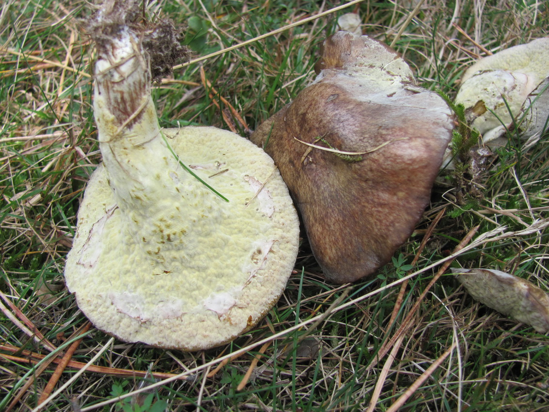 Hypomyces chrysospermus