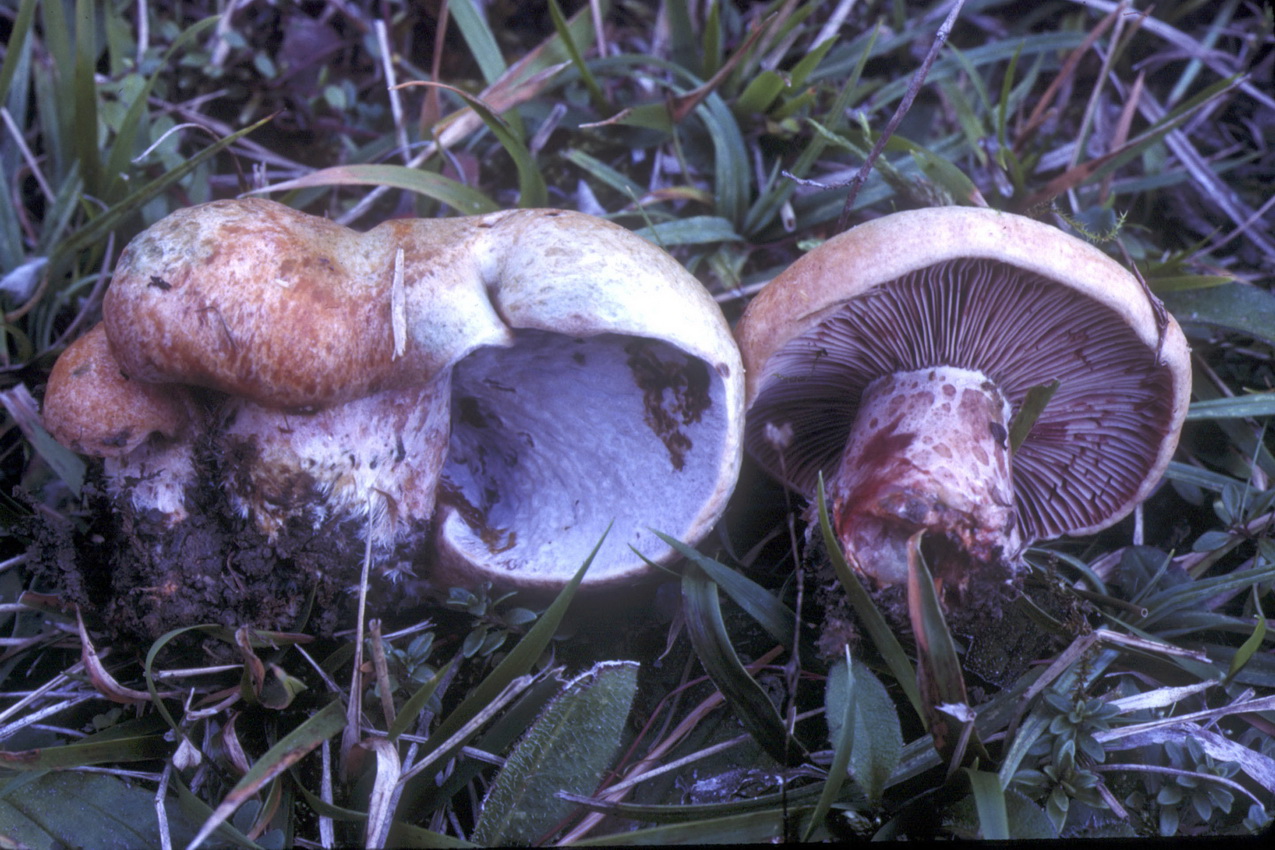 Hypomyces lateritius