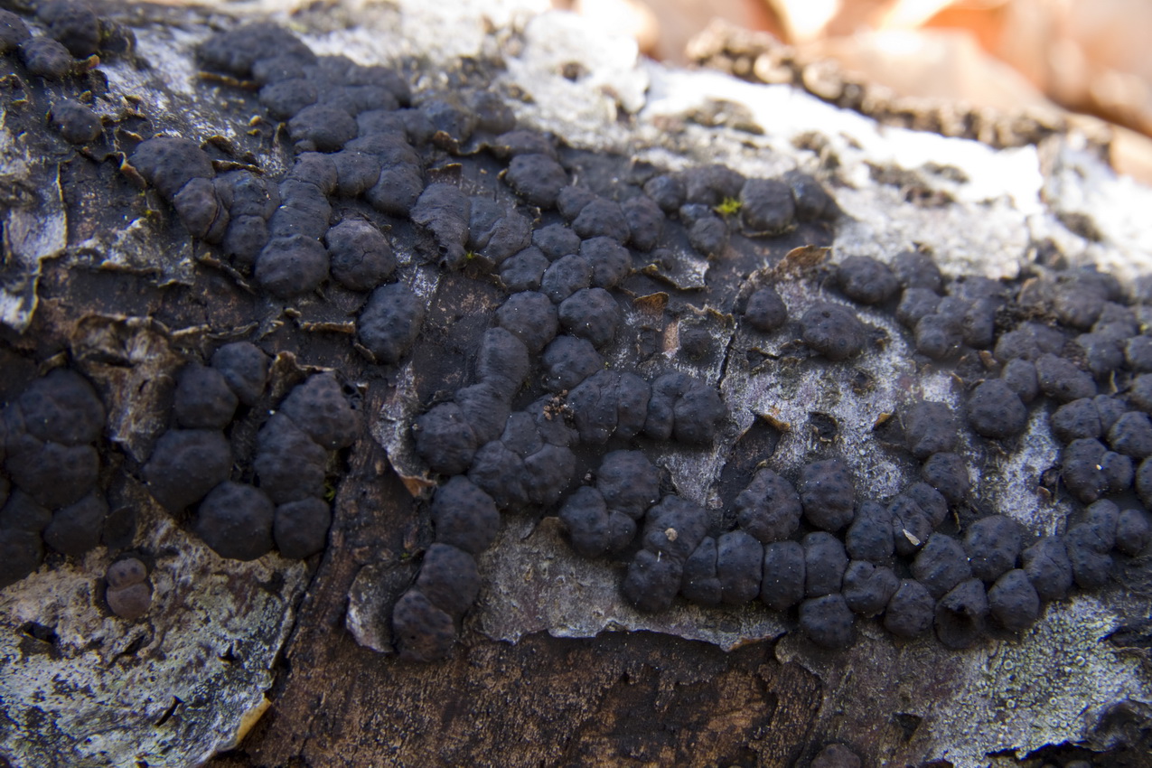 Annulohypoxylon cohaerens