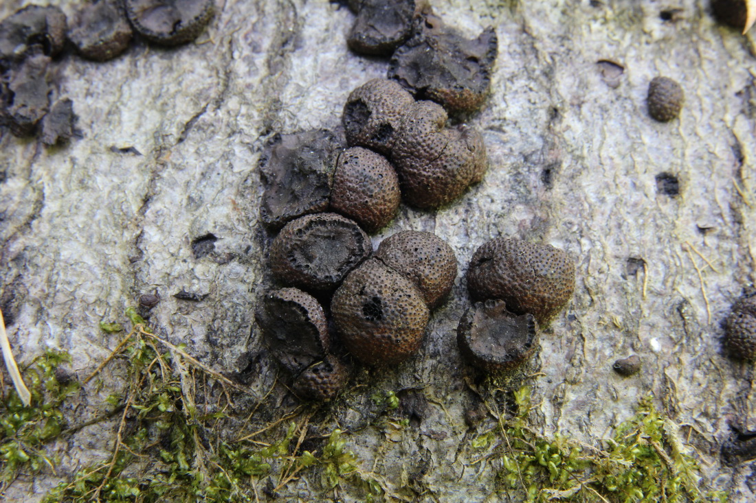 Hypoxylon fragiforme