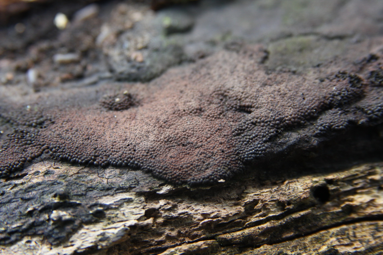 Annulohypoxylon multiforme