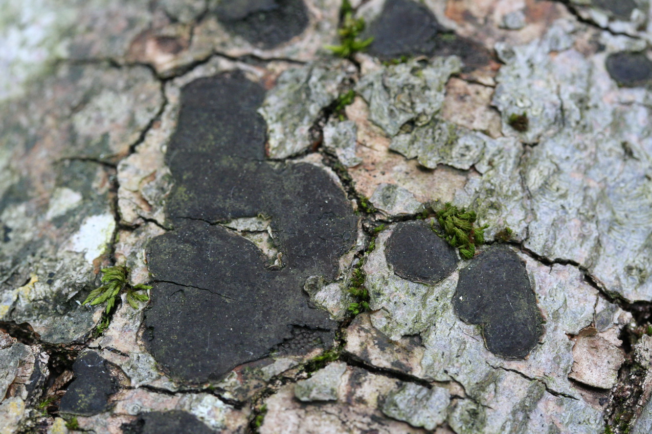 Biscogniauxia nummularia
