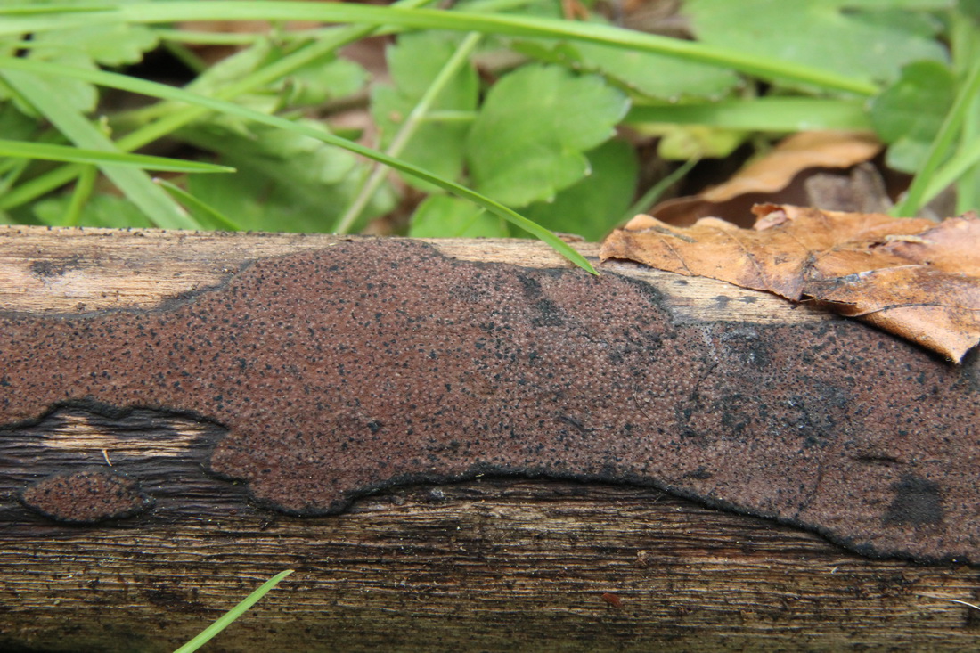 Hypoxylon rubiginosum