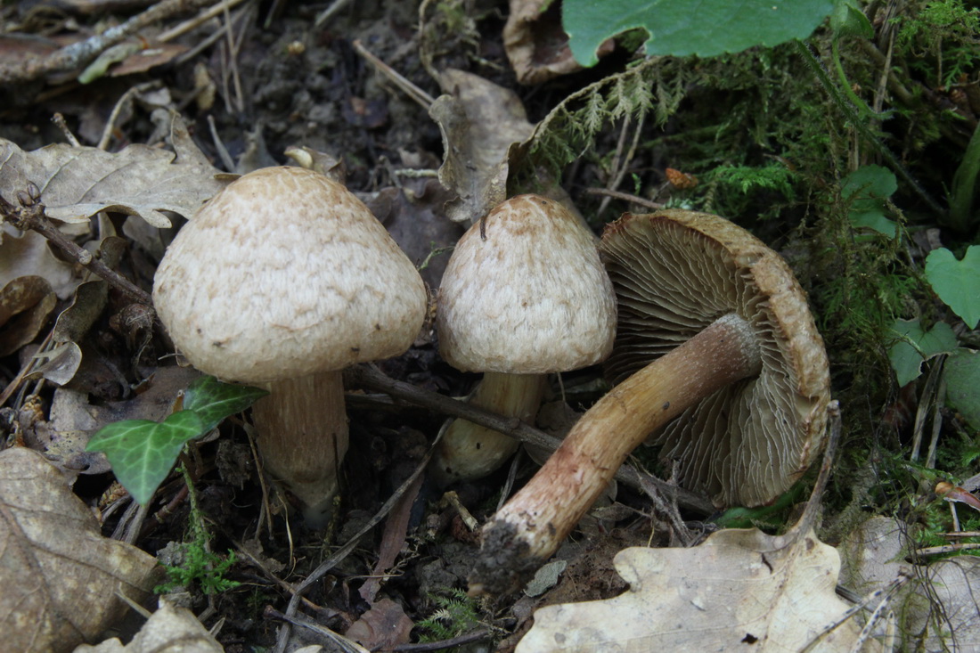 Inocybe bongardii