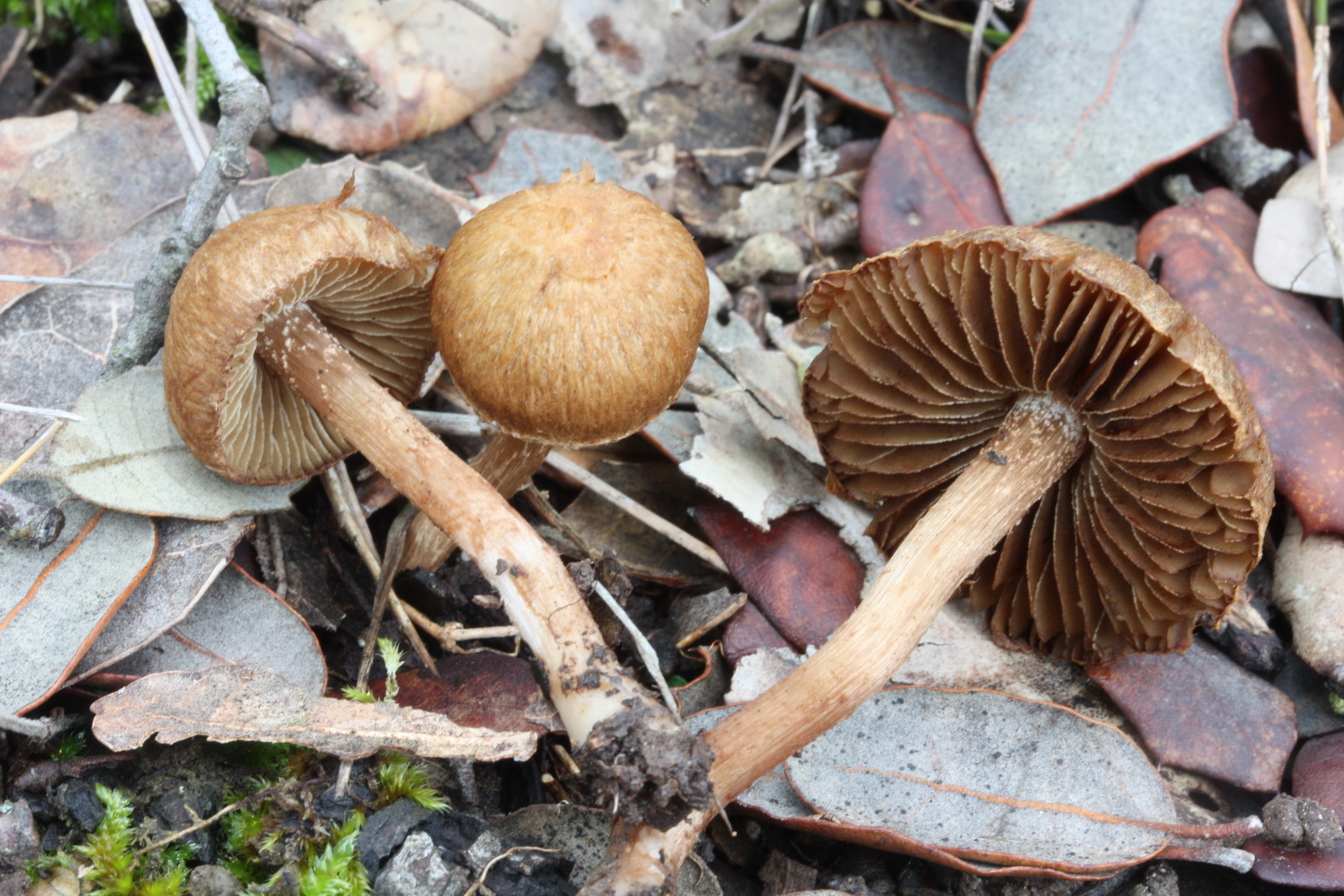 Inocybe cervicolor