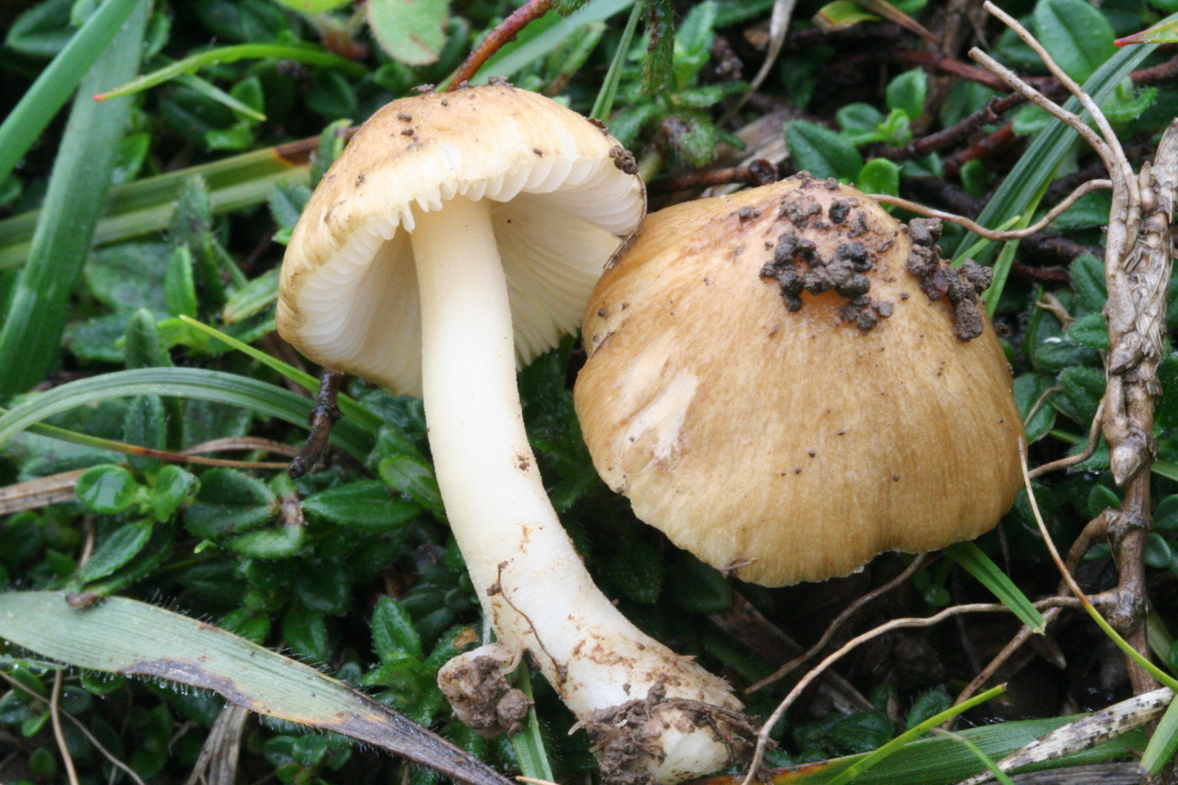 Inocybe cookei