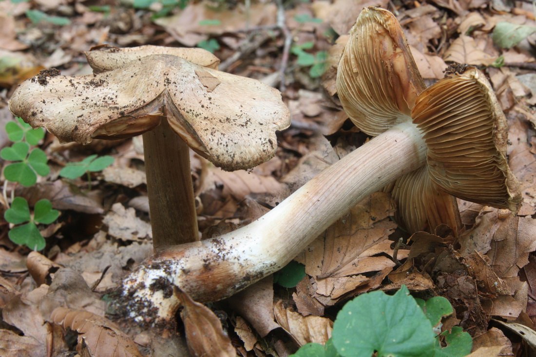 Inocybe corydalina