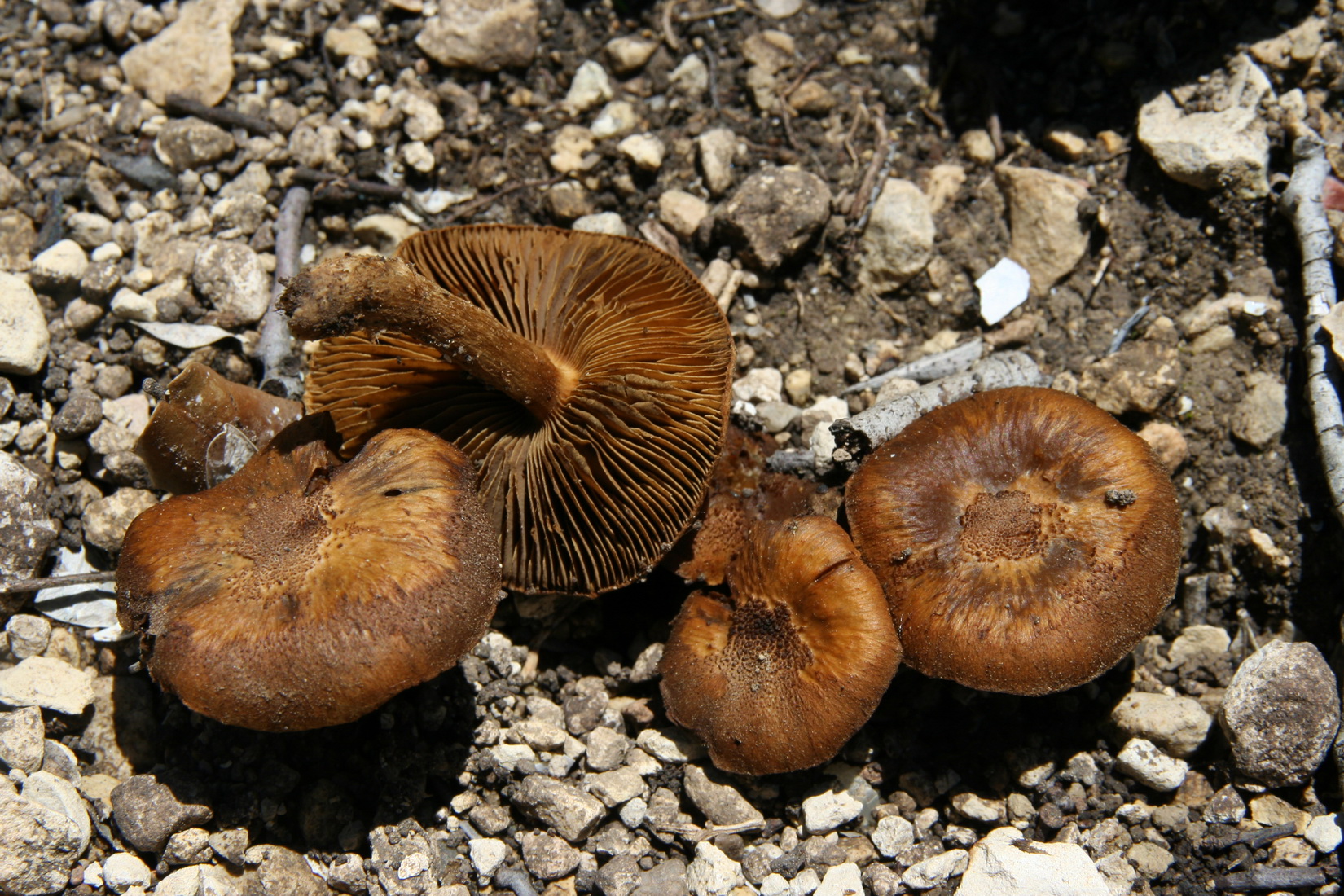 Inocybe dulcamara