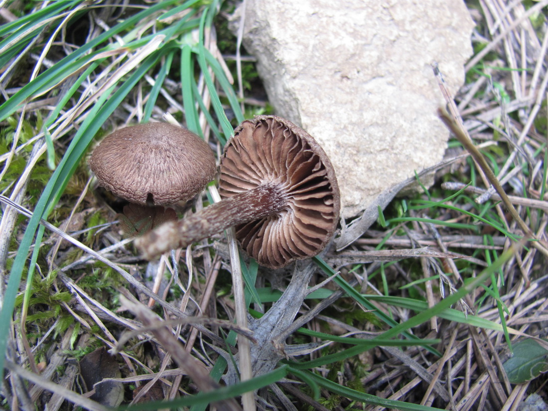 Inocybe flocculosa