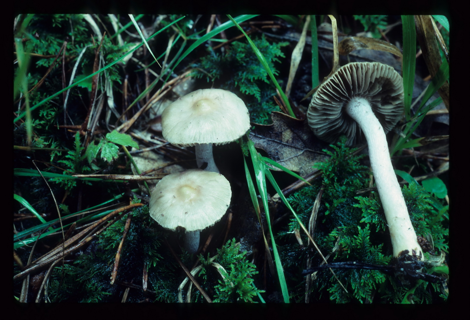 Inocybe geophylla var_geophylla