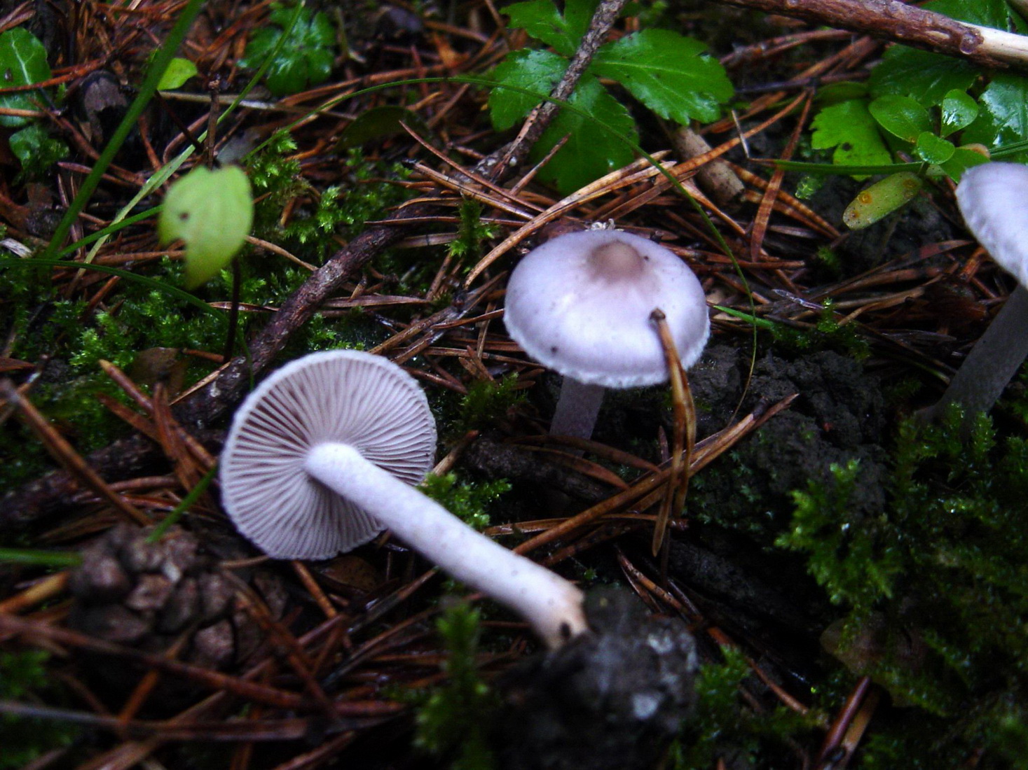 Inocybe geophylla var_lilacina