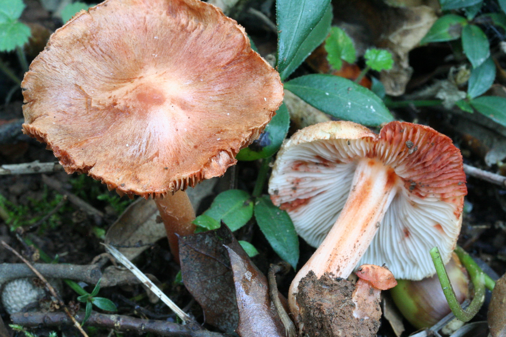 Inocybe godeyi