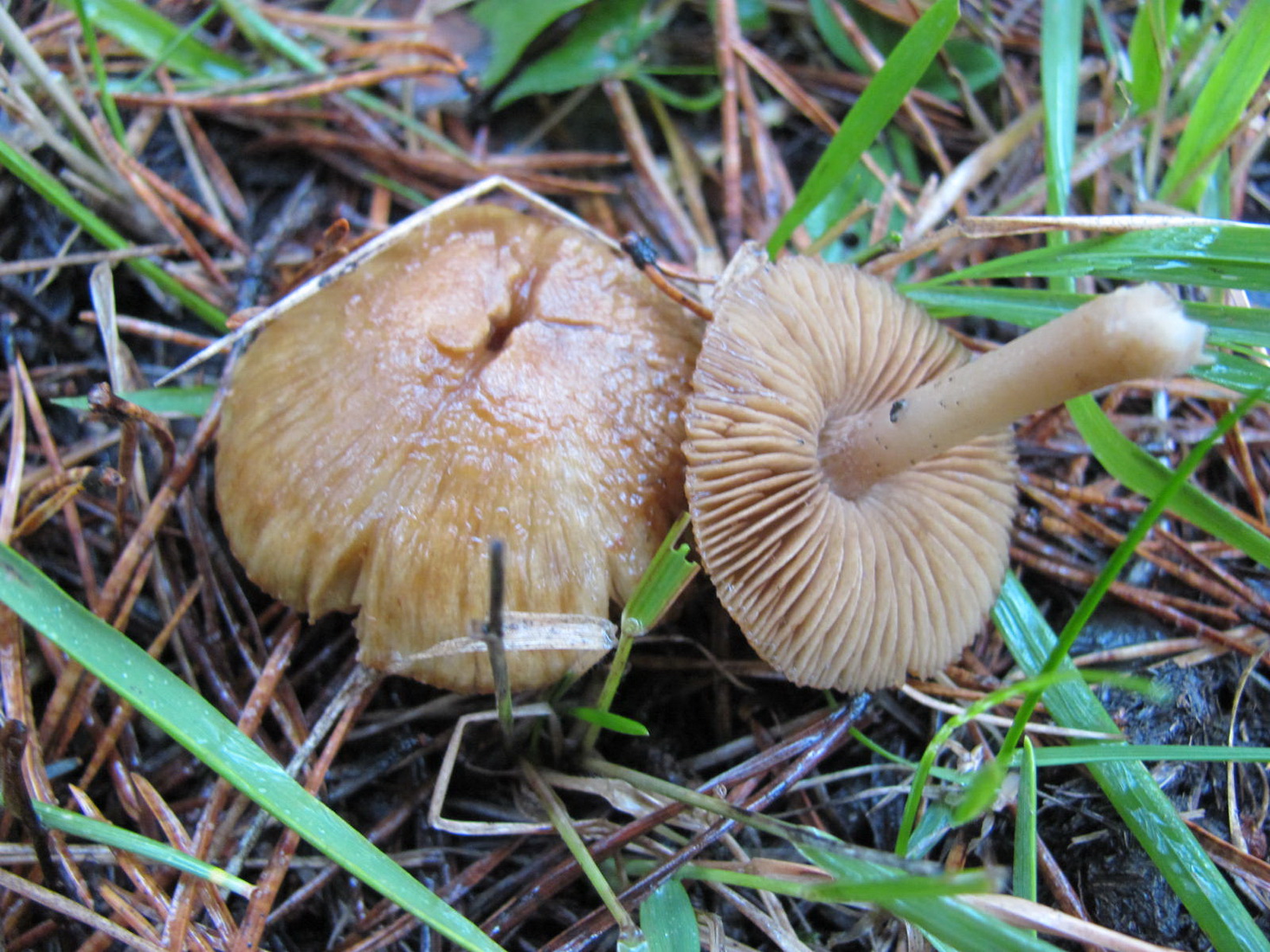 Inocybe mixtilis