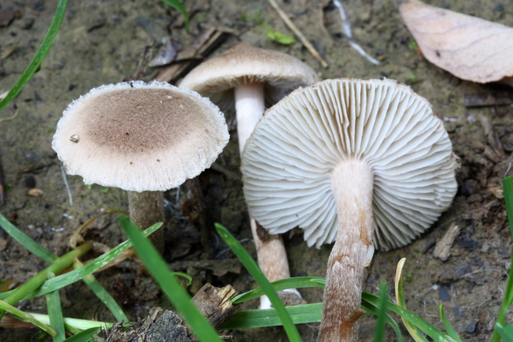Inocybe ovatocystis