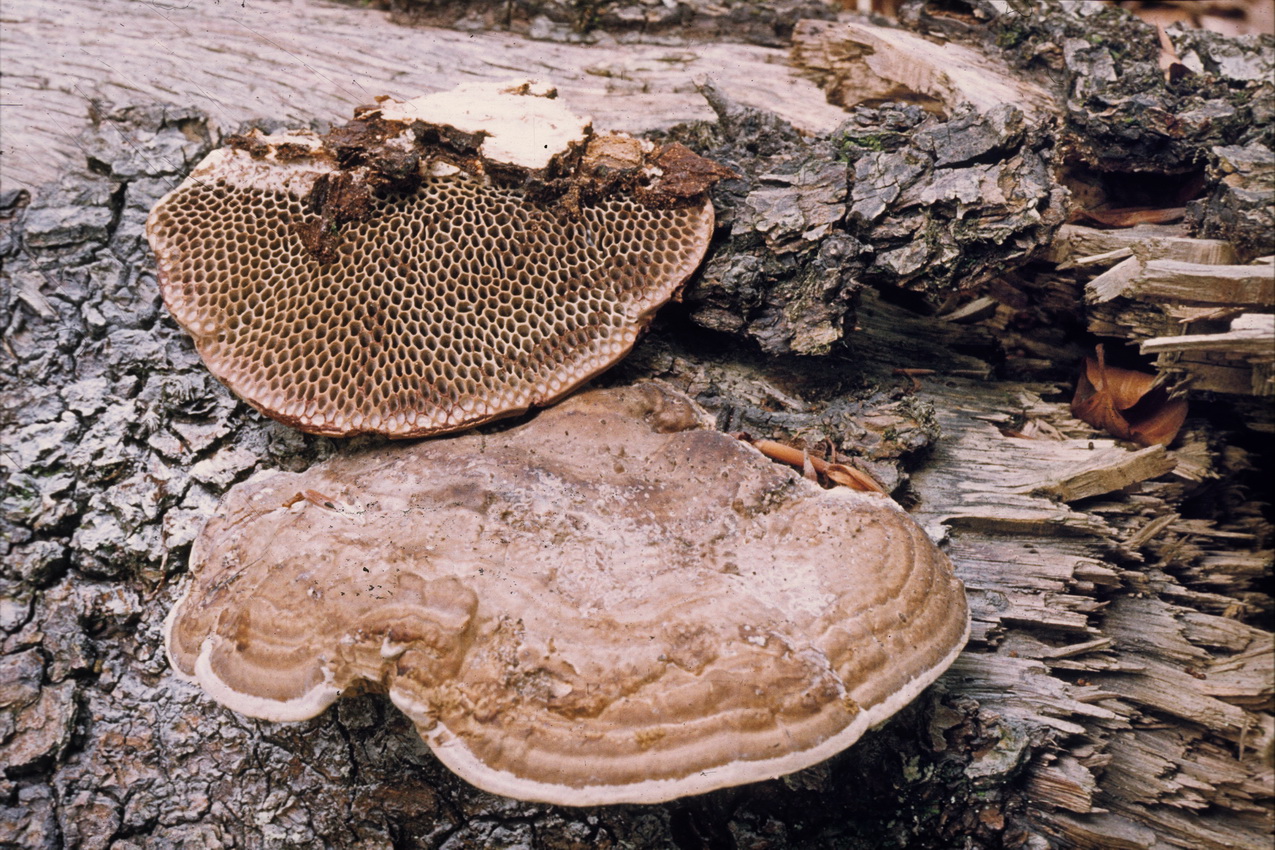 Daedaleopsis nitida