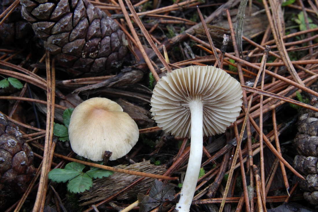 Inocybe posterula