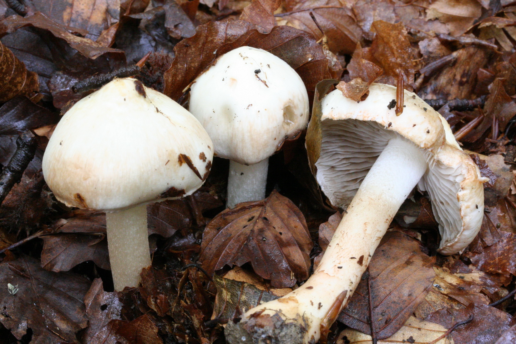 Inocybe pyriodora