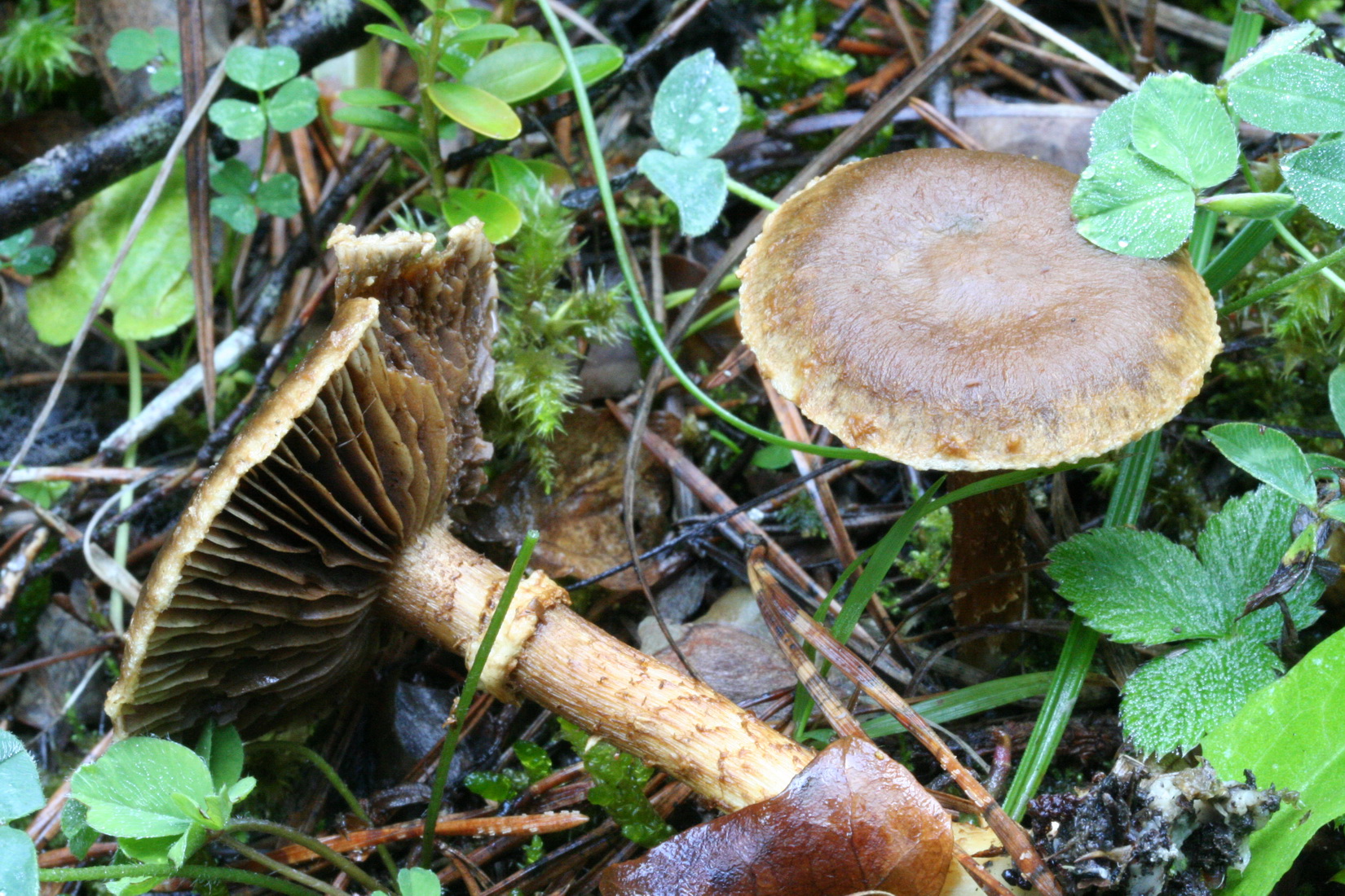 Inocybe terrigena