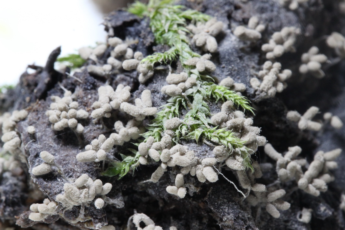 Arcyria cinerea