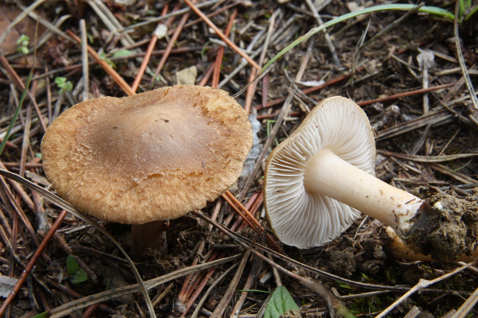 Inocybe fuscidula