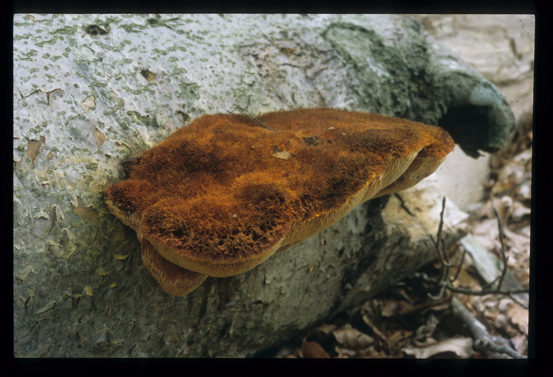Inonotus hispidus