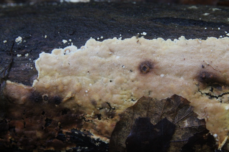 Junghuhnia nitida