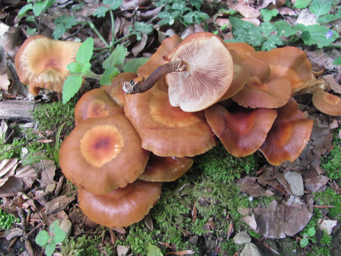 Kuehneromyces mutabilis
