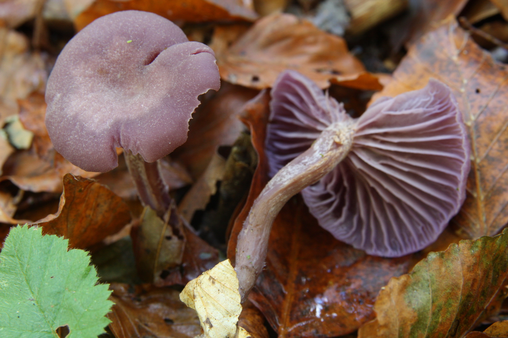 Laccaria amethystina