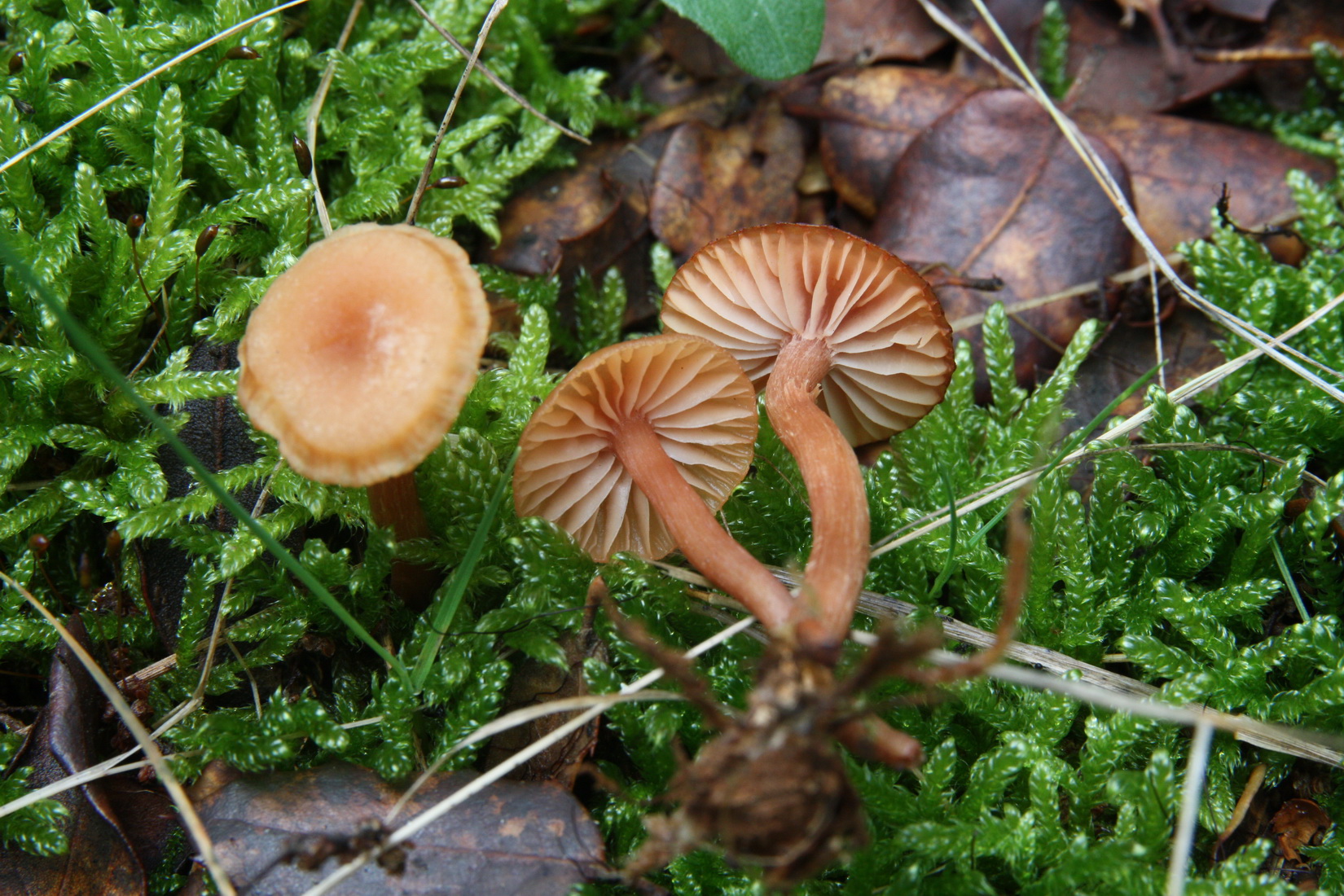 Laccaria laccata