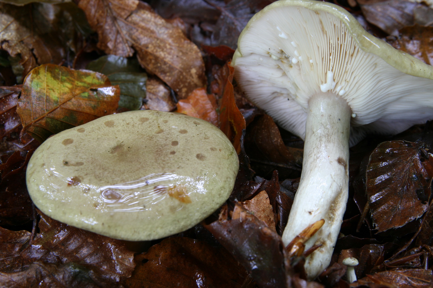Lactarius blennius