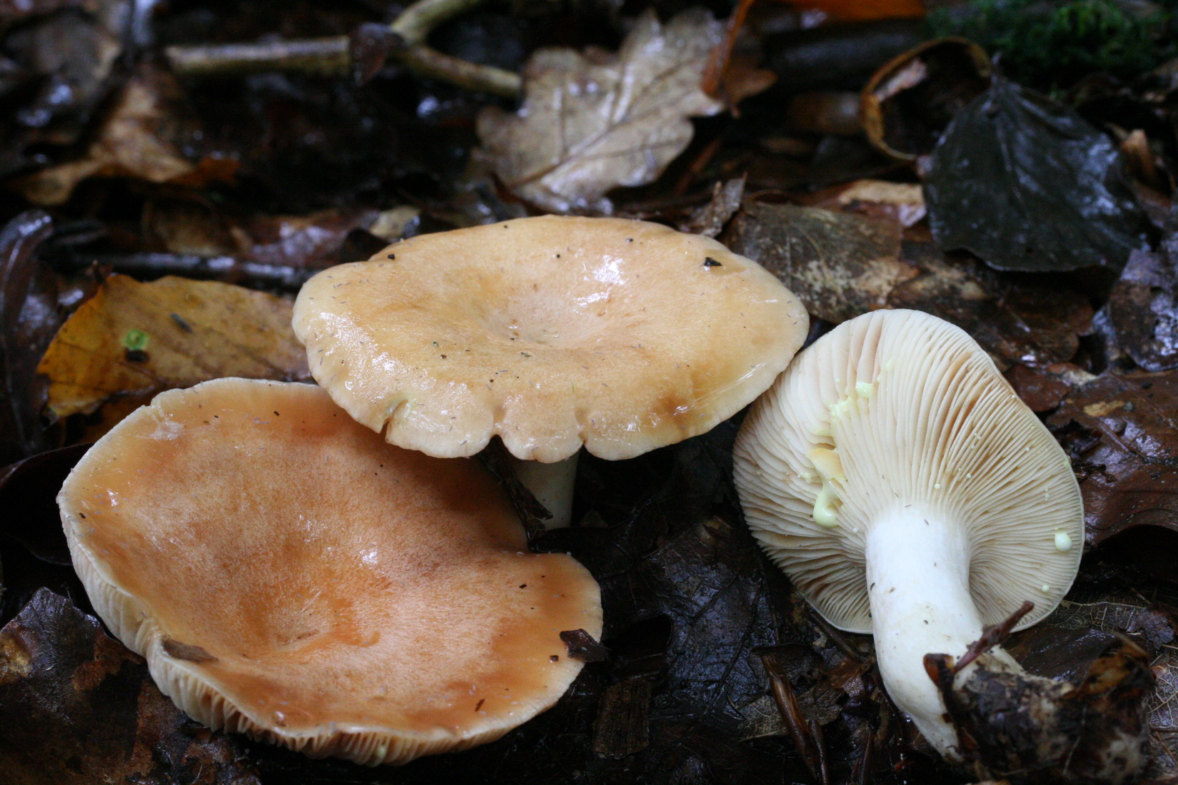 Lactarius chrysorrheus