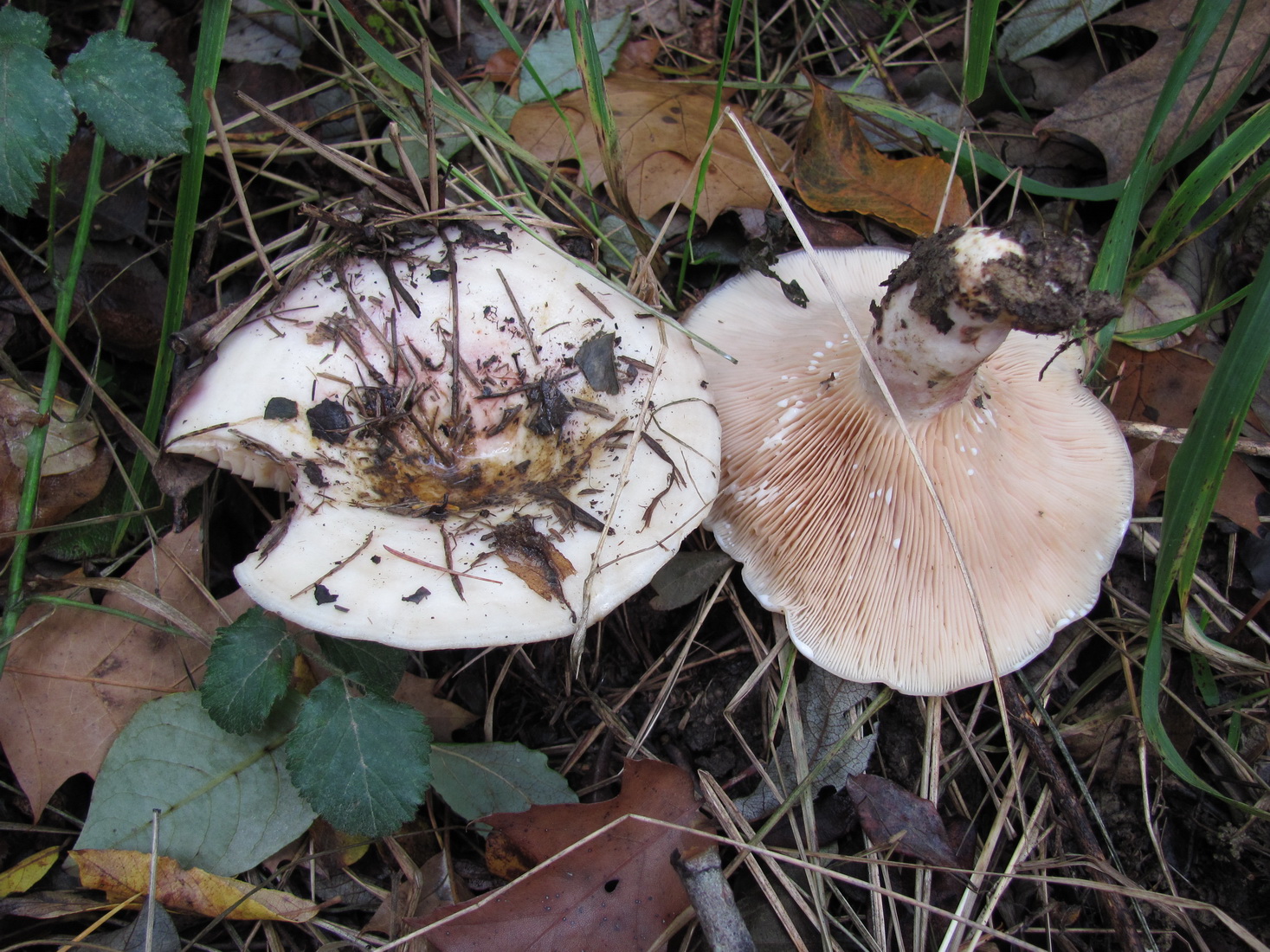 Lactarius controversus