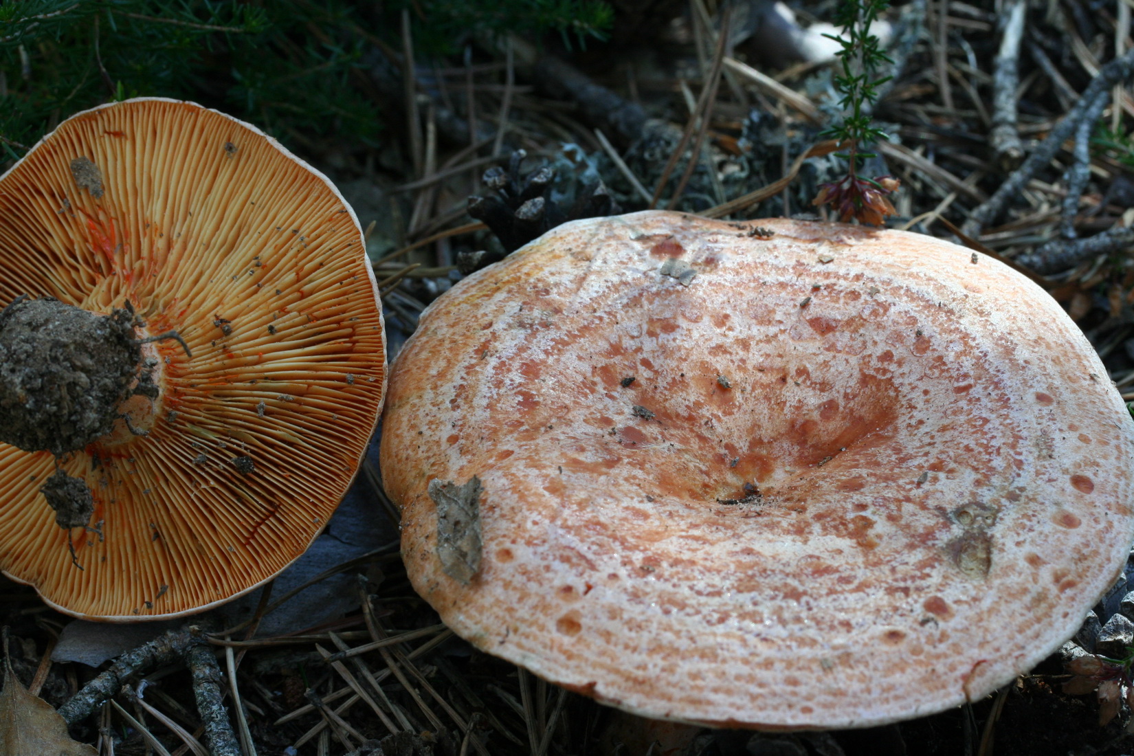 Lactarius deliciosus
