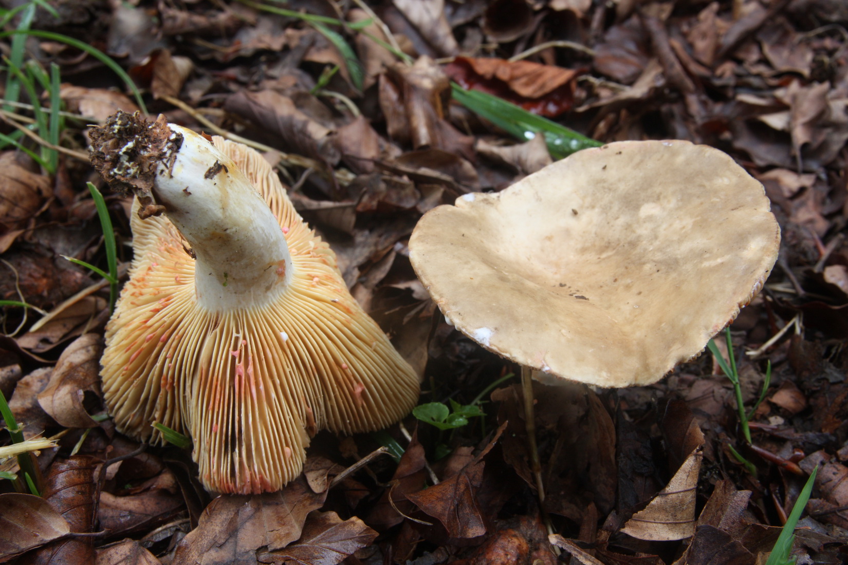 Lactarius fuliginosus
