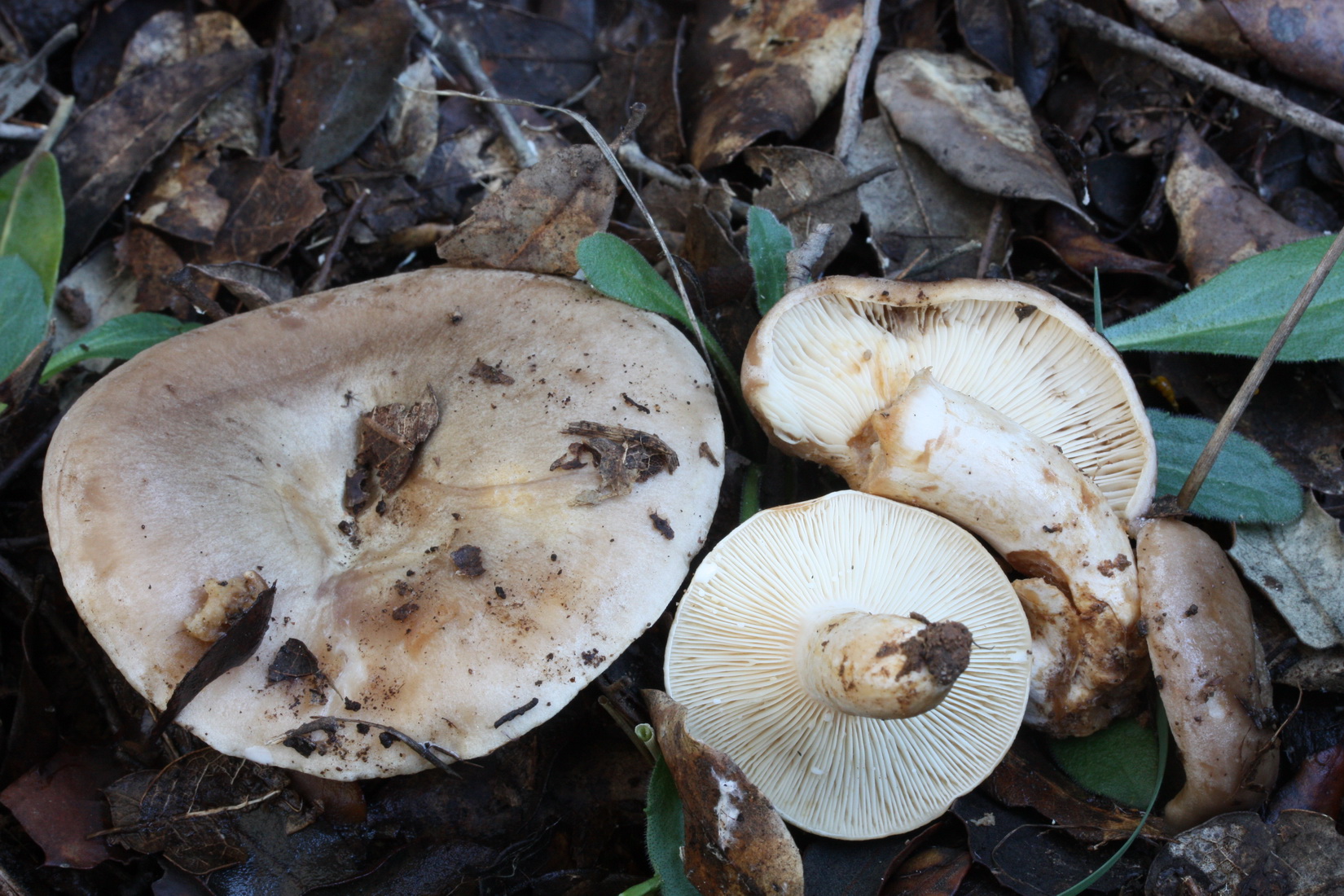 Lactarius ilicis